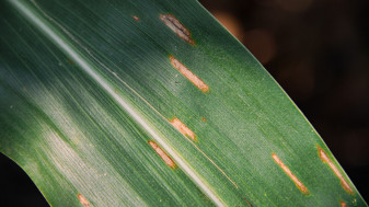 Crop Protection Network: Fungicide ROI Calculator