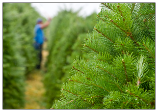 Christmas Trees