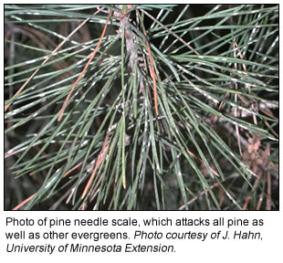 Pine needle scale